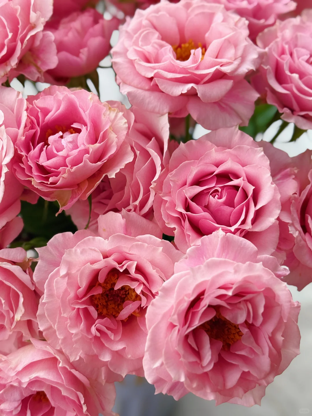 花开云南｜温柔而妩媚，美丽得恰到好处