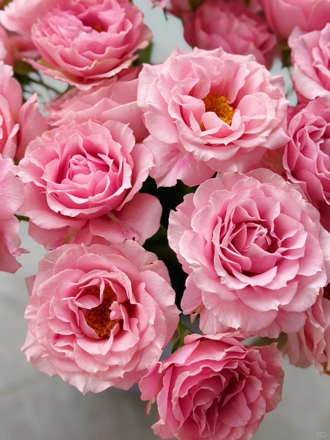 花开云南｜温柔而妩媚，美丽得恰到好处