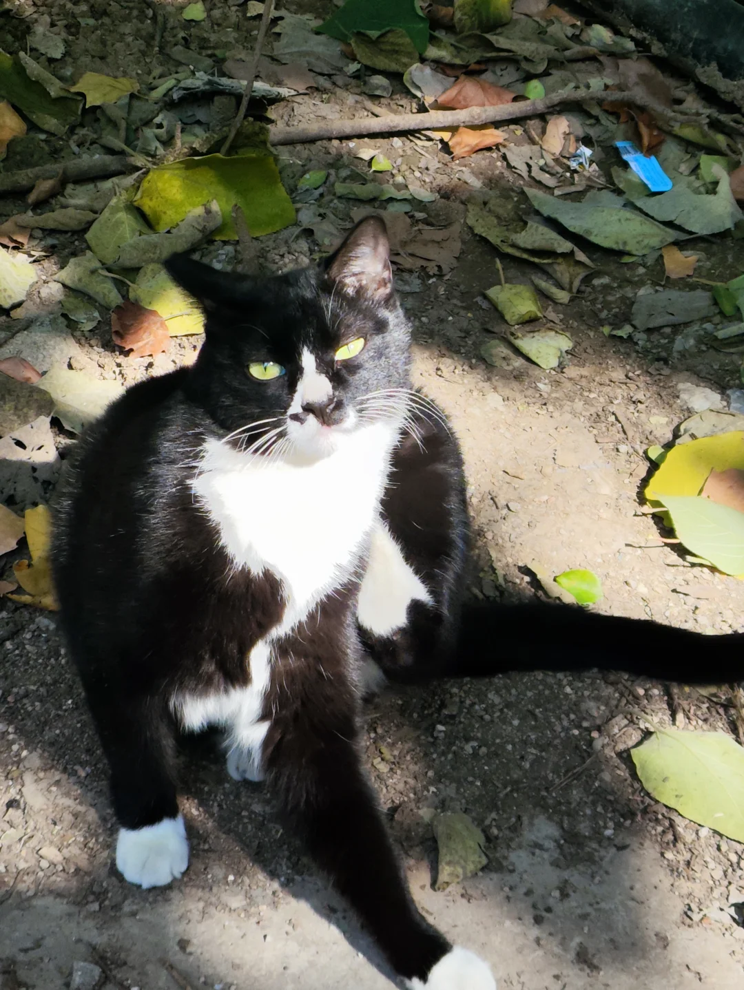 黑猫警长的妖娆和嚣张