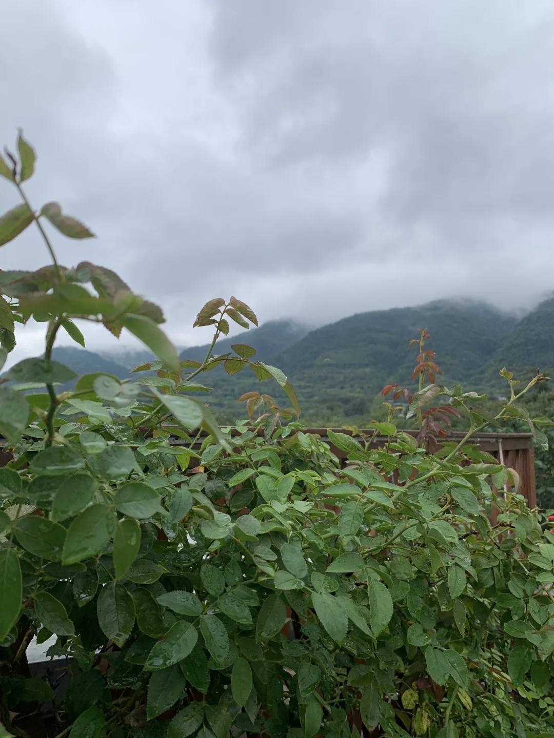 我看青山多妩媚，料青山看我应如是