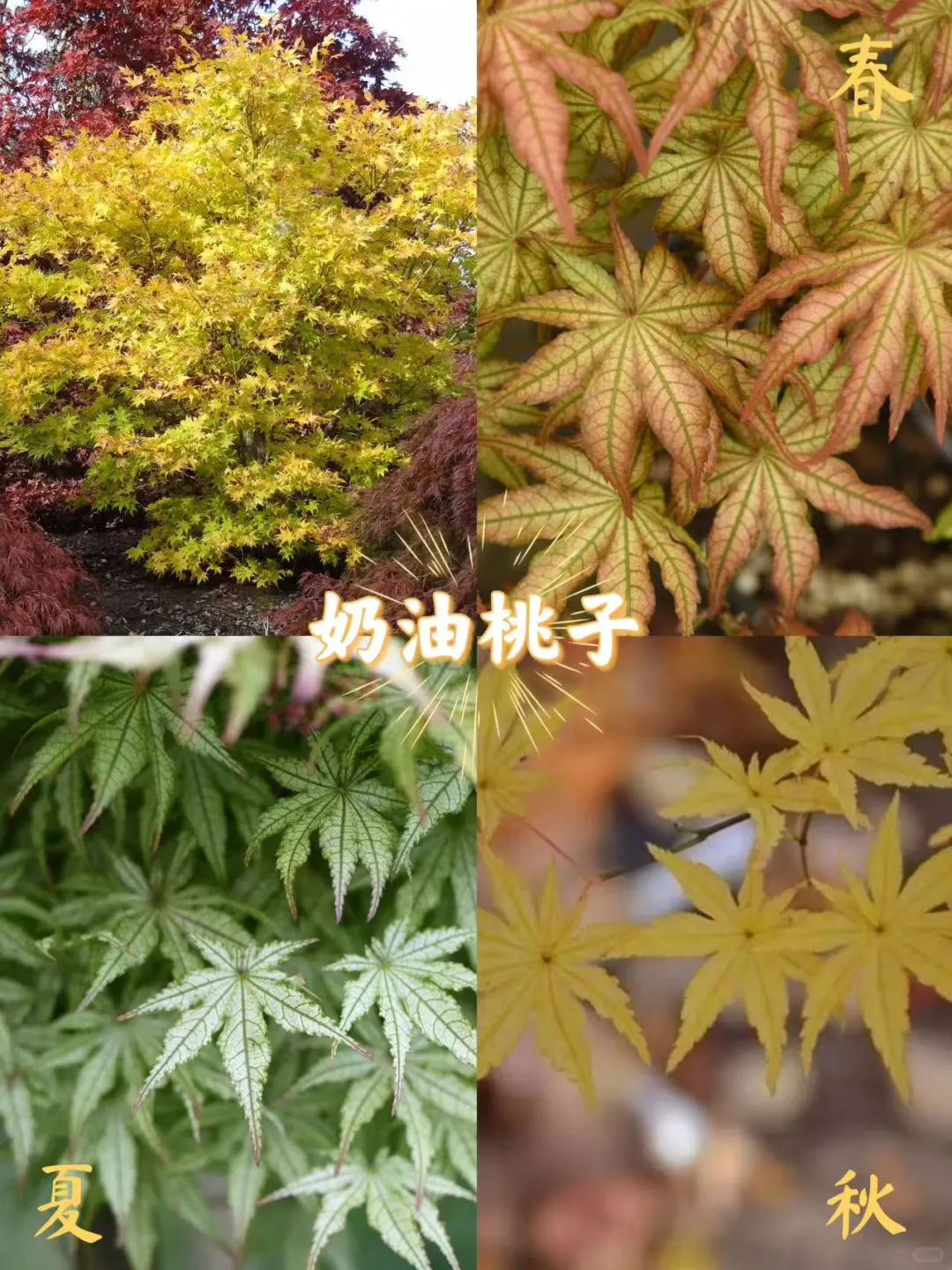 新手入门必选5大神仙枫树！闭眼入✨