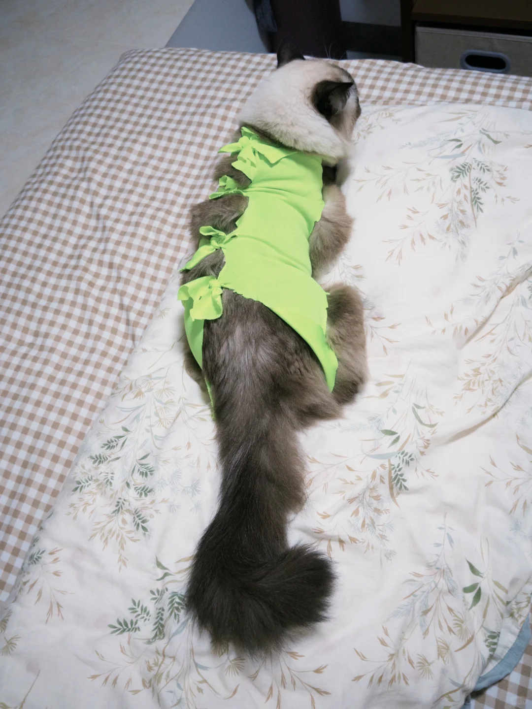 这是一只很有逻辑的小猫