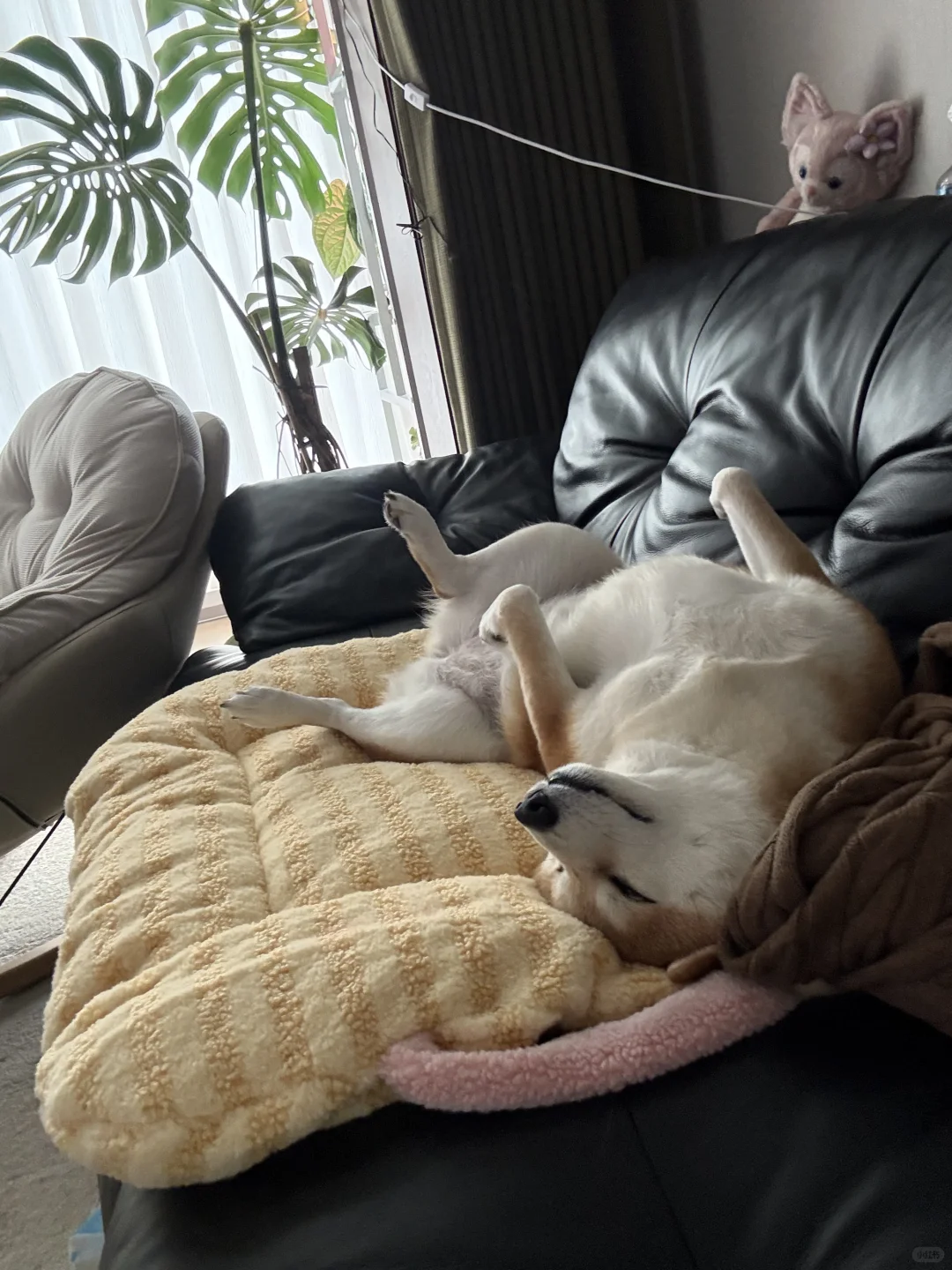 睡姿有点太妖娆了我崽💤