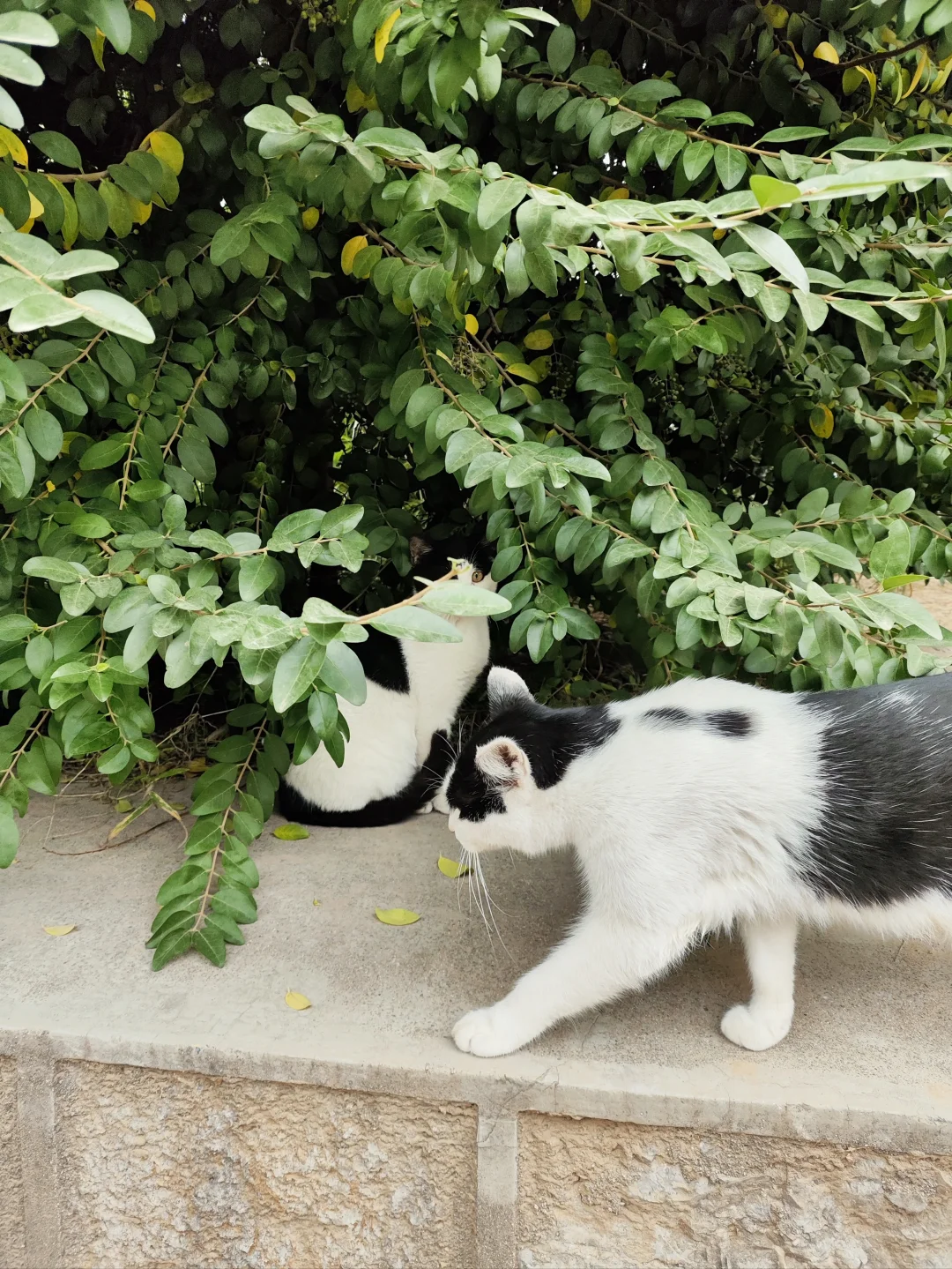 黑猫警长的妖娆和嚣张