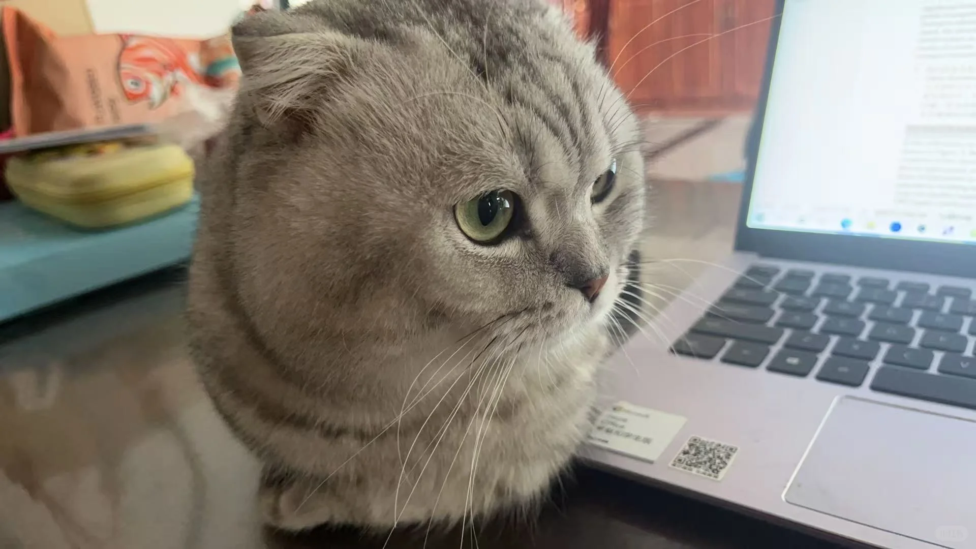 想看看大家的银渐层