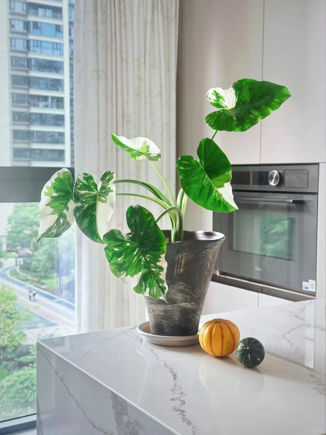 两个月时间家里的海芋越长越妖娆了