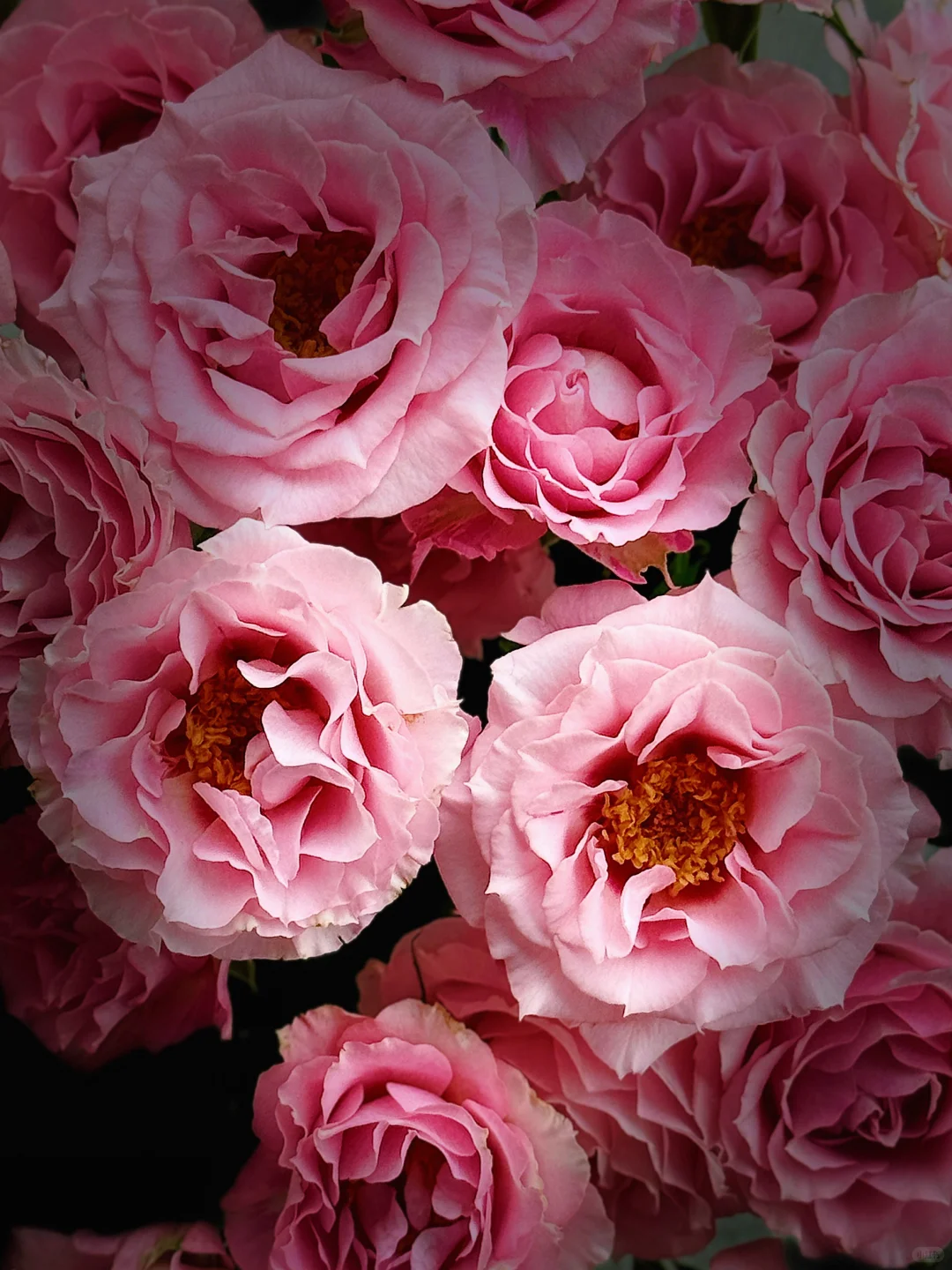 花开云南｜温柔而妩媚，美丽得恰到好处