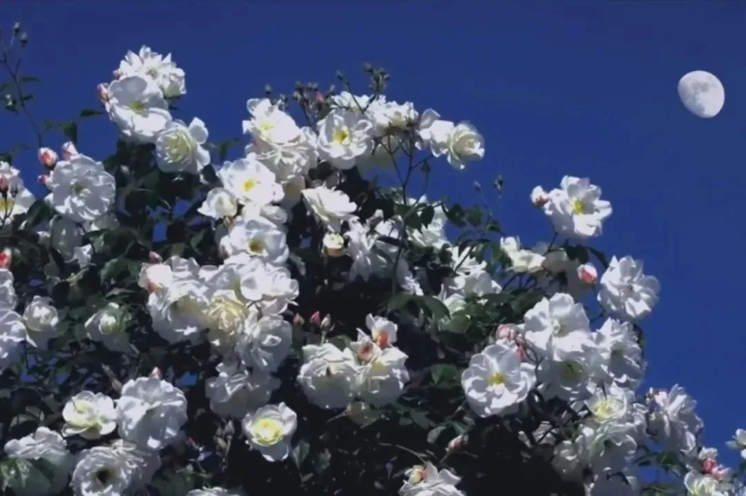 𝑺𝒉𝒂𝒓𝒆 | 超美的ipad平板壁纸