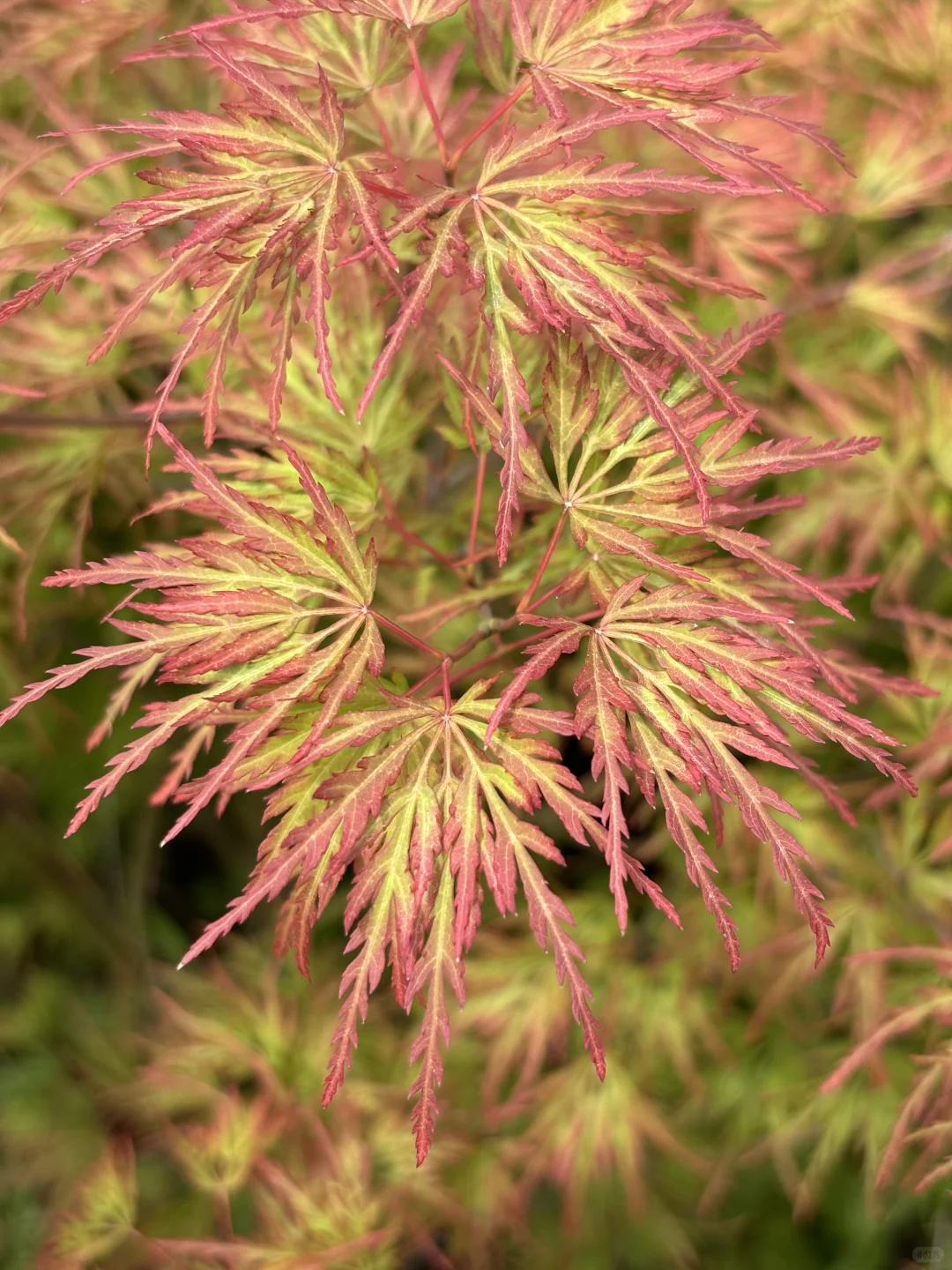 新手入门必选5大神仙枫树！闭眼入✨