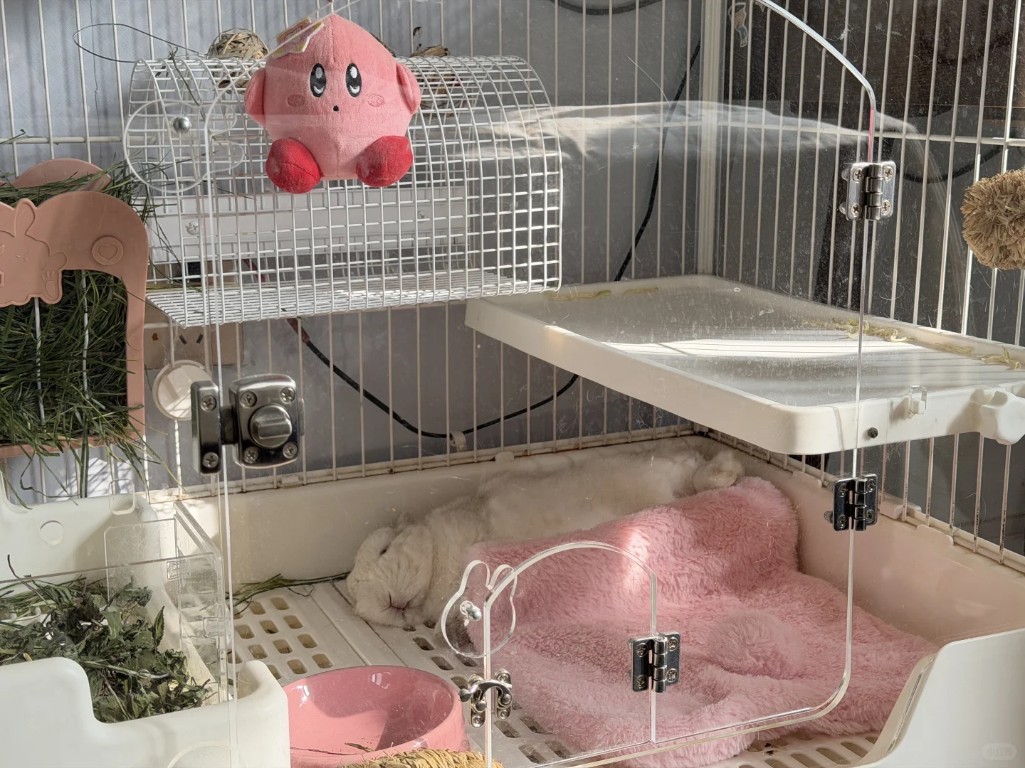 兔兔的睡姿妖娆。🤫太香了