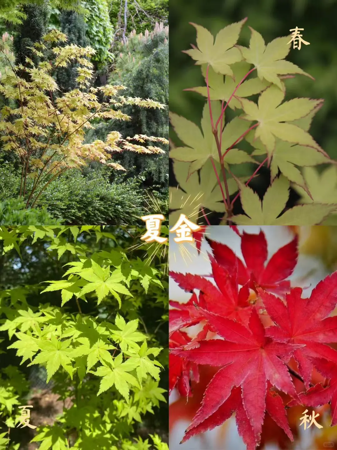 新手入门必选5大神仙枫树！闭眼入✨