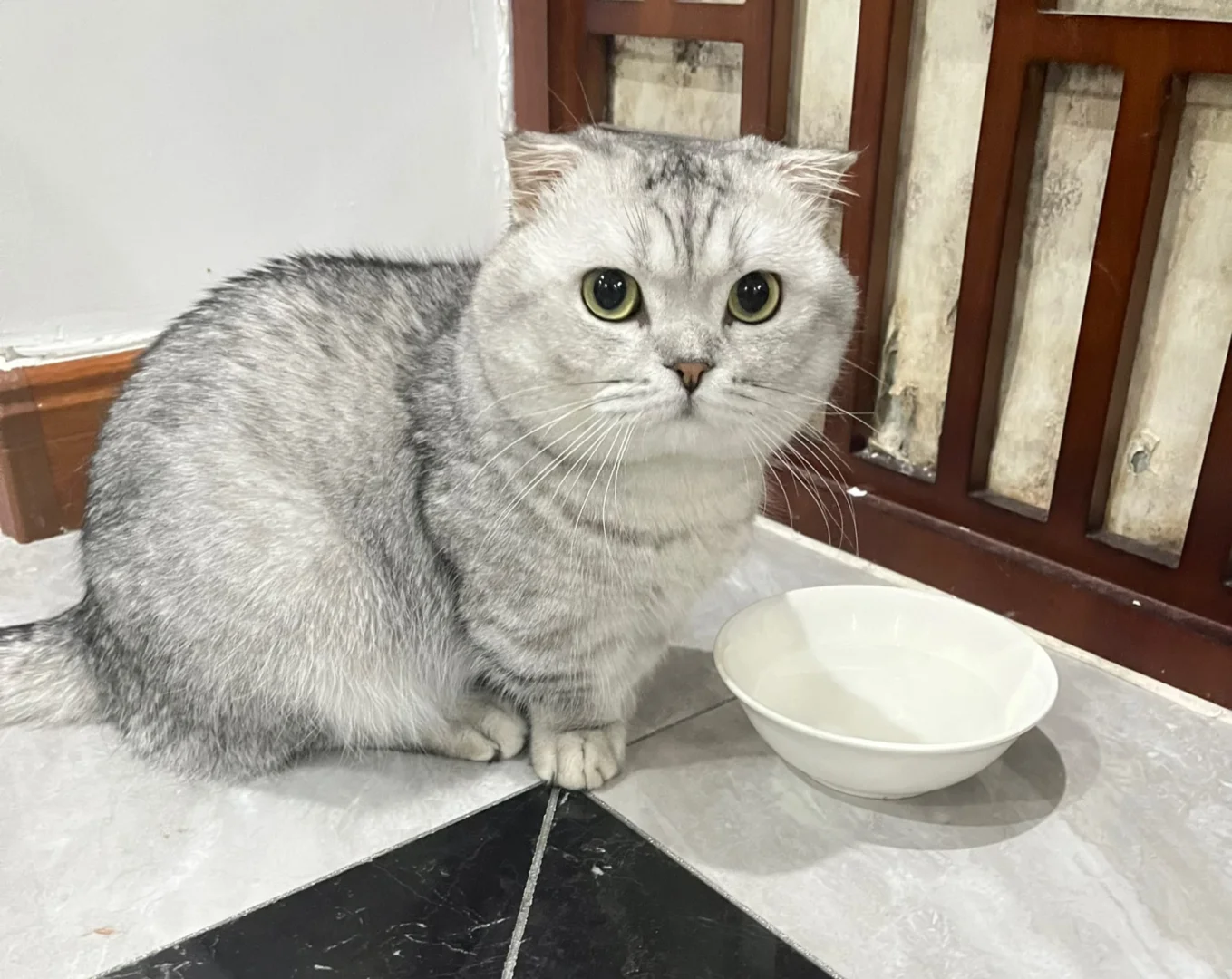 想看看大家的银渐层