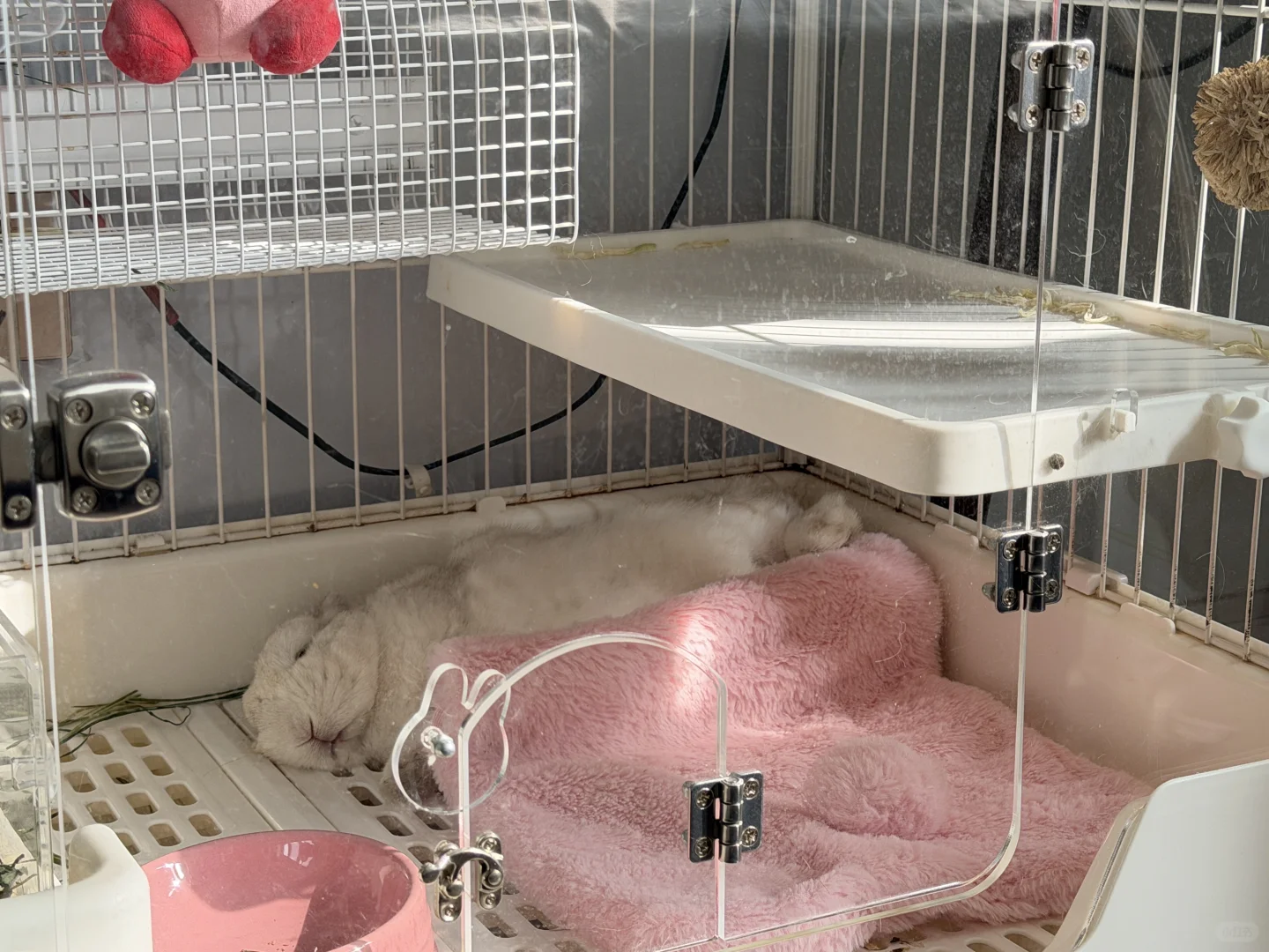 兔兔的睡姿妖娆。🤫太香了