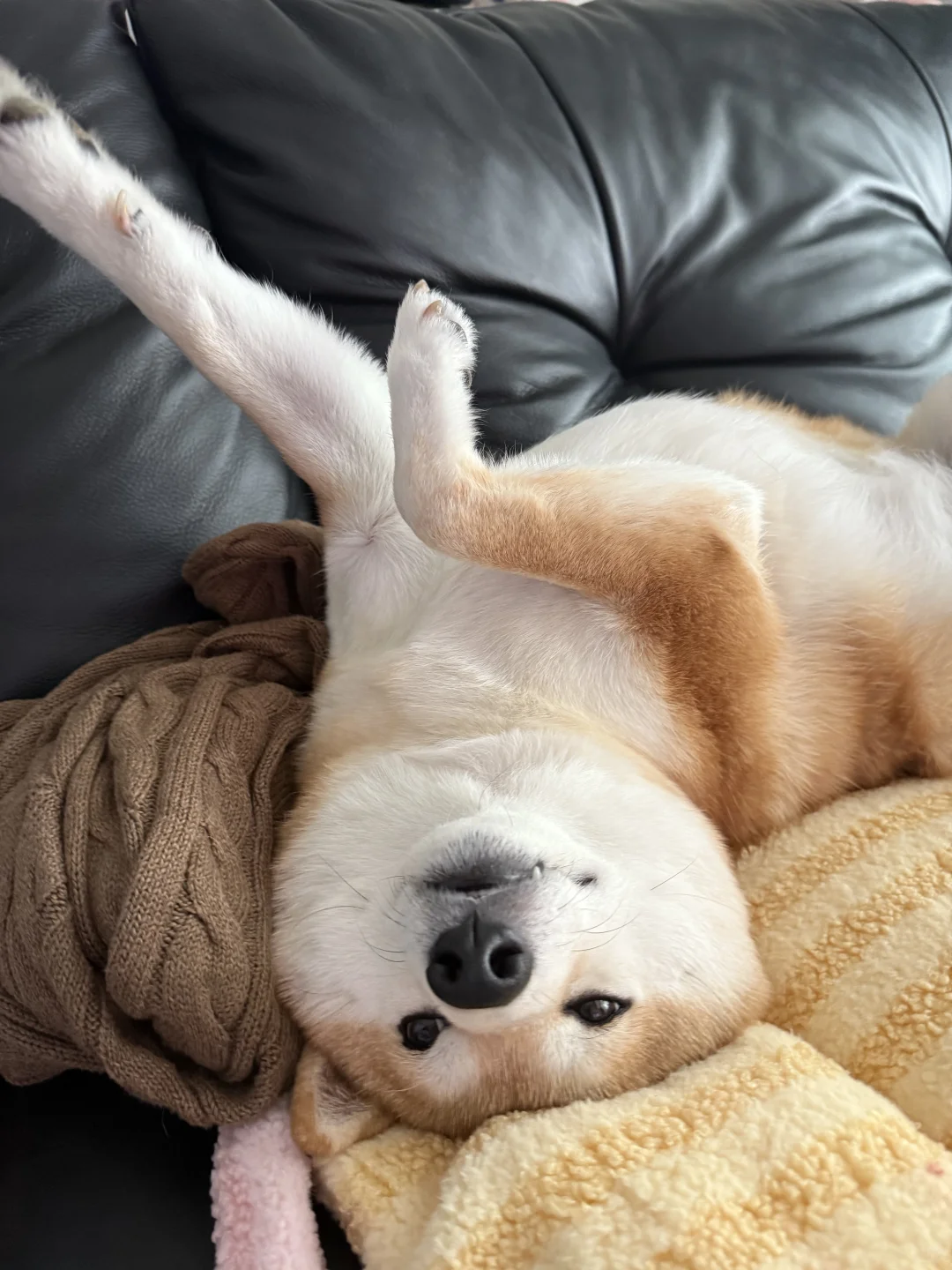 睡姿有点太妖娆了我崽💤