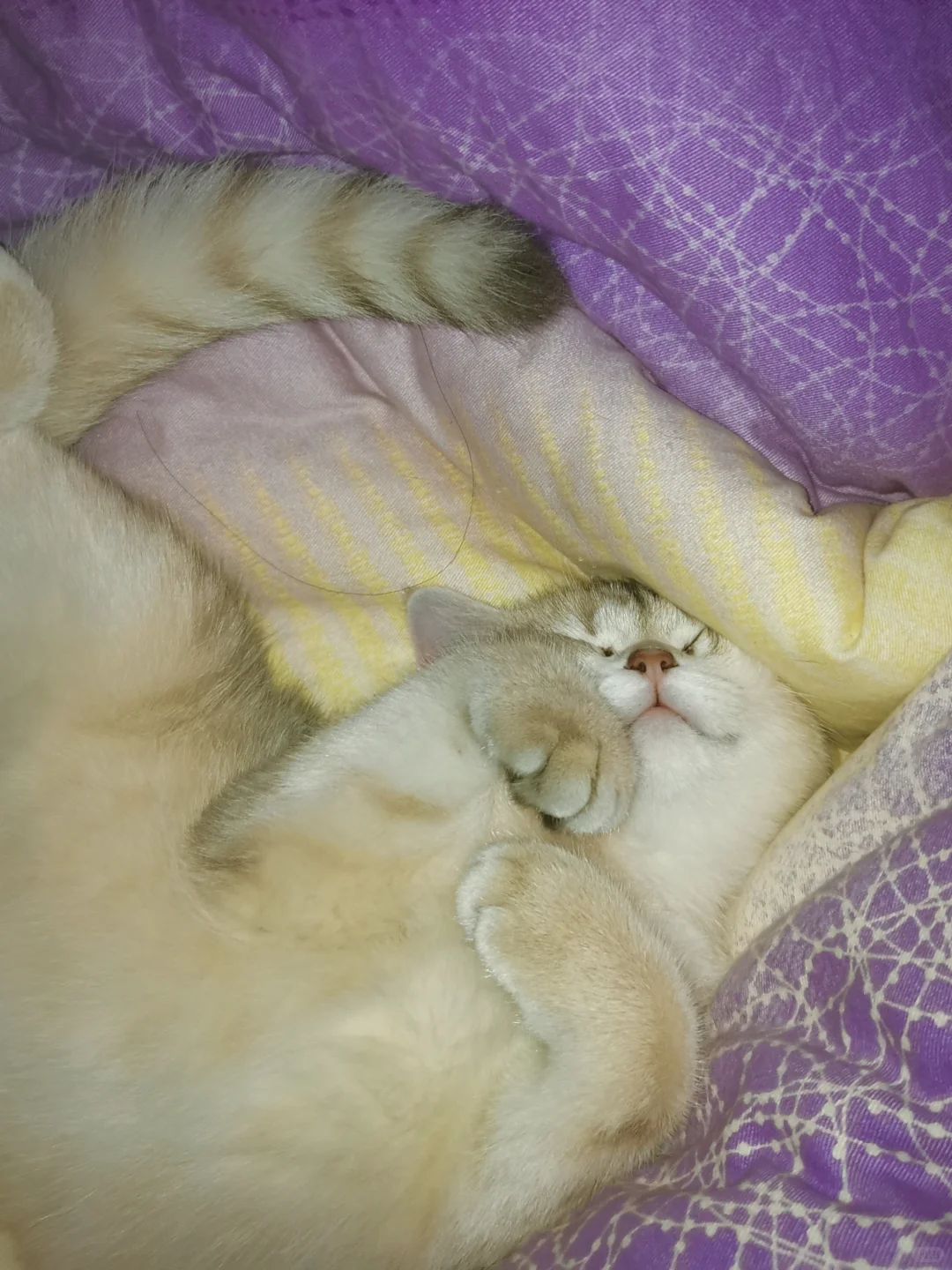 猫咪刚到家就这样睡觉正常吗/😍😍😍