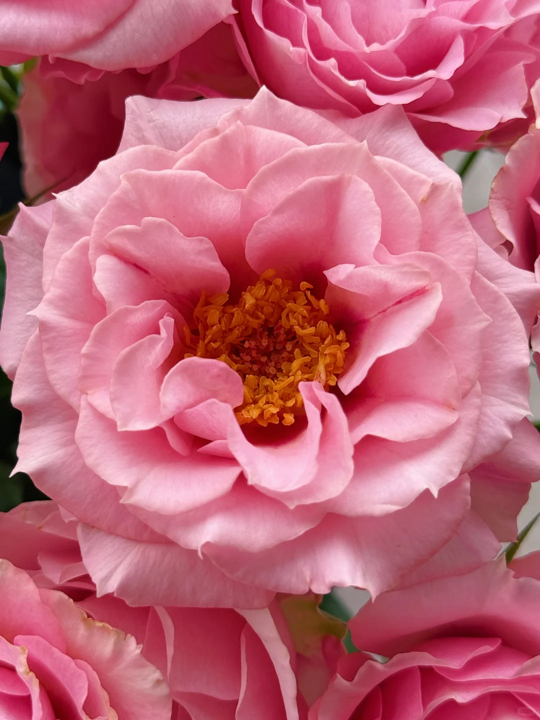 花开云南｜温柔而妩媚，美丽得恰到好处