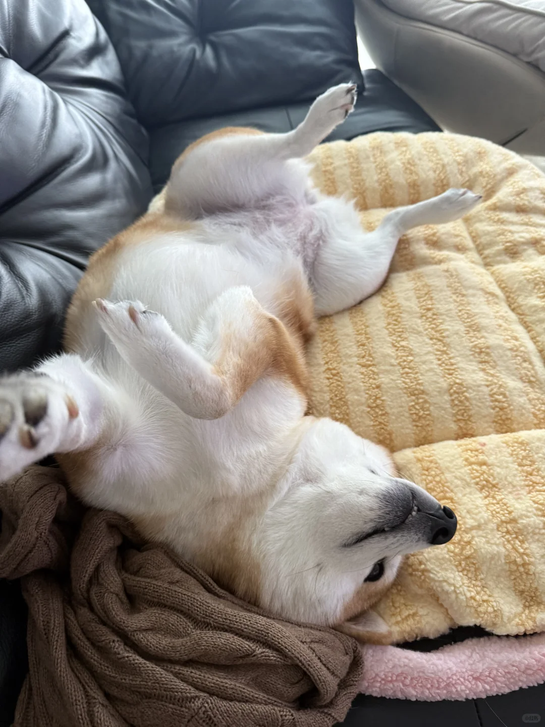 睡姿有点太妖娆了我崽💤