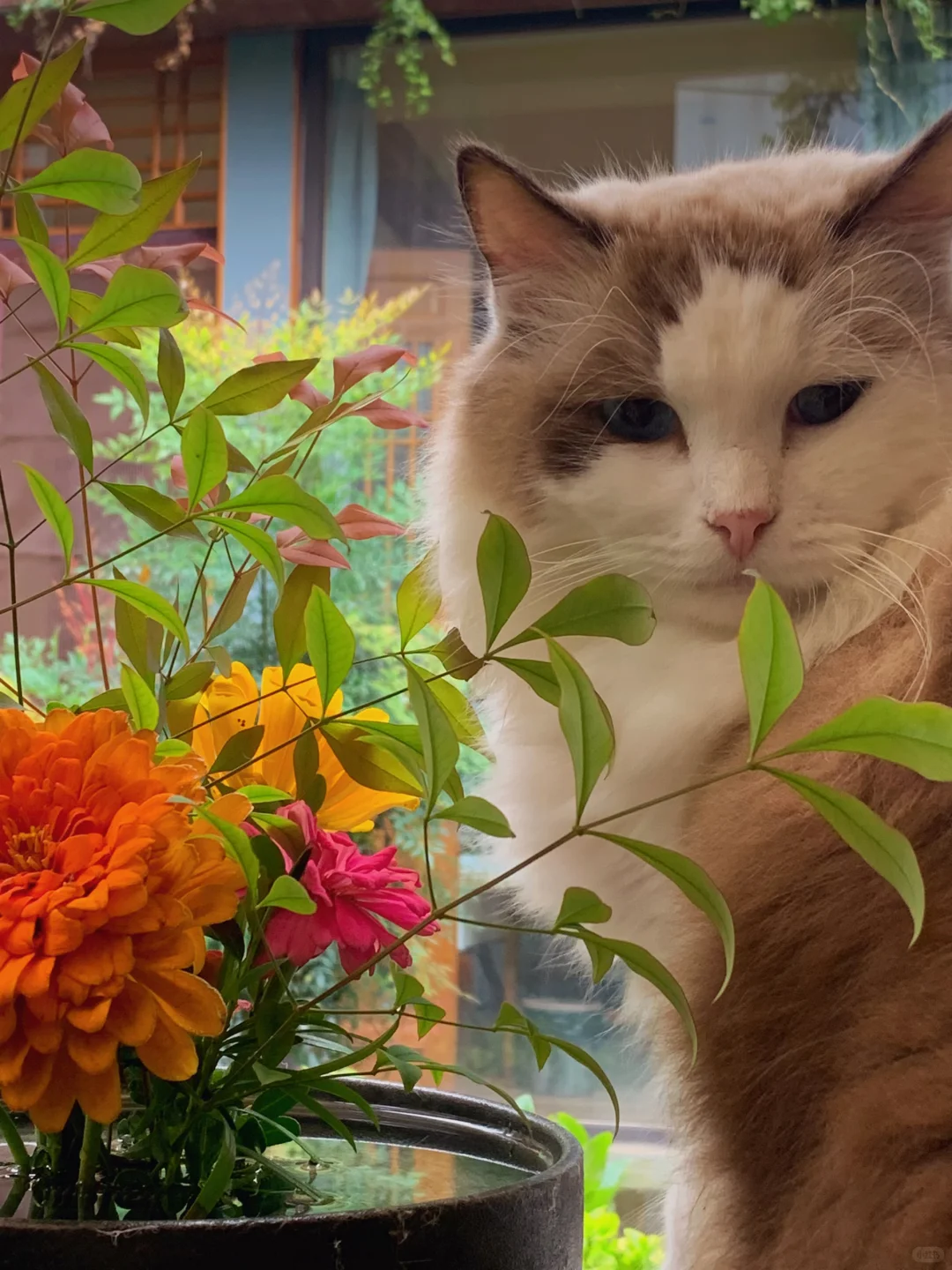 我看青山多妩媚，料青山看我应如是