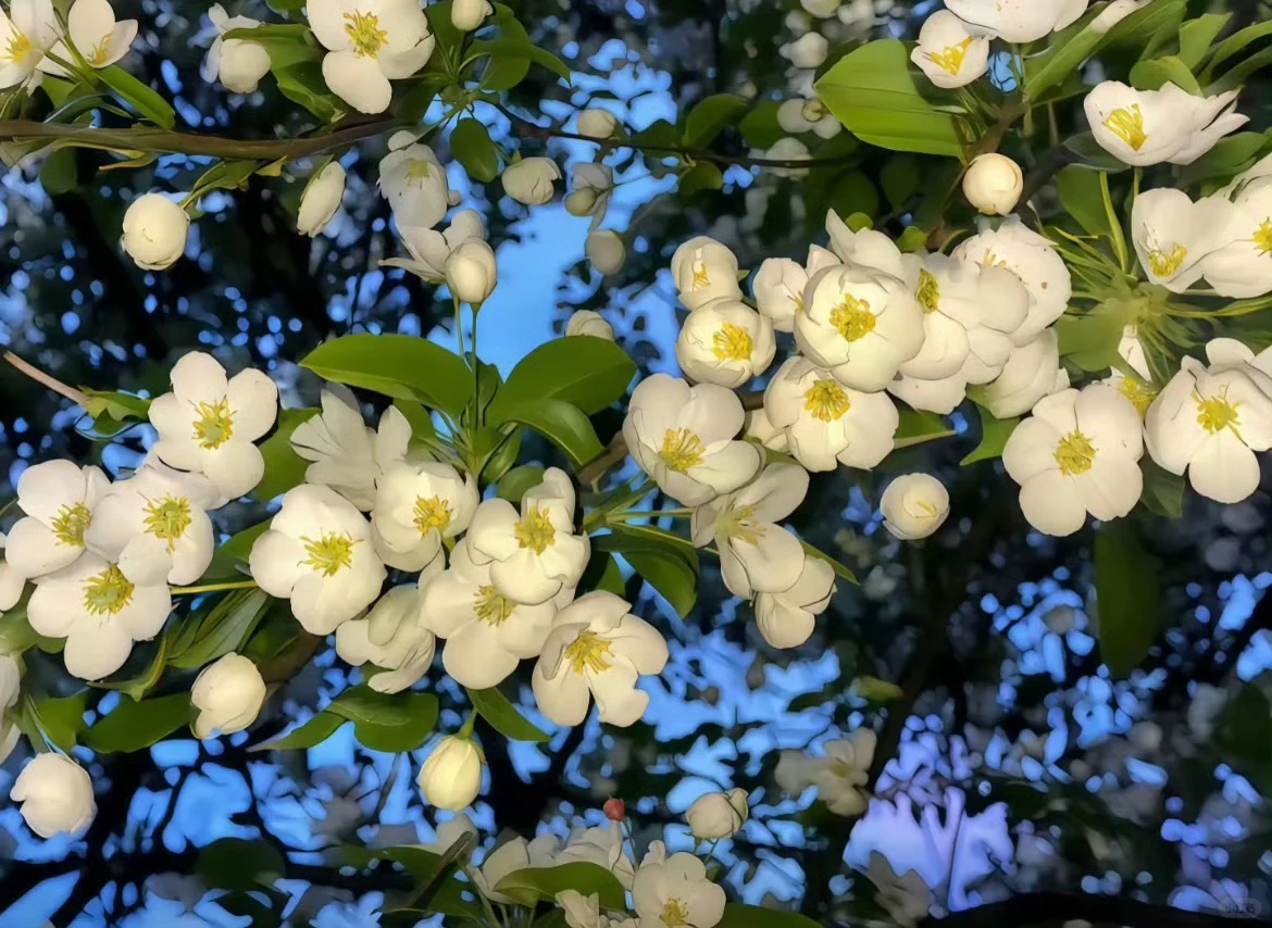 给你的Pad换个壁纸吧！