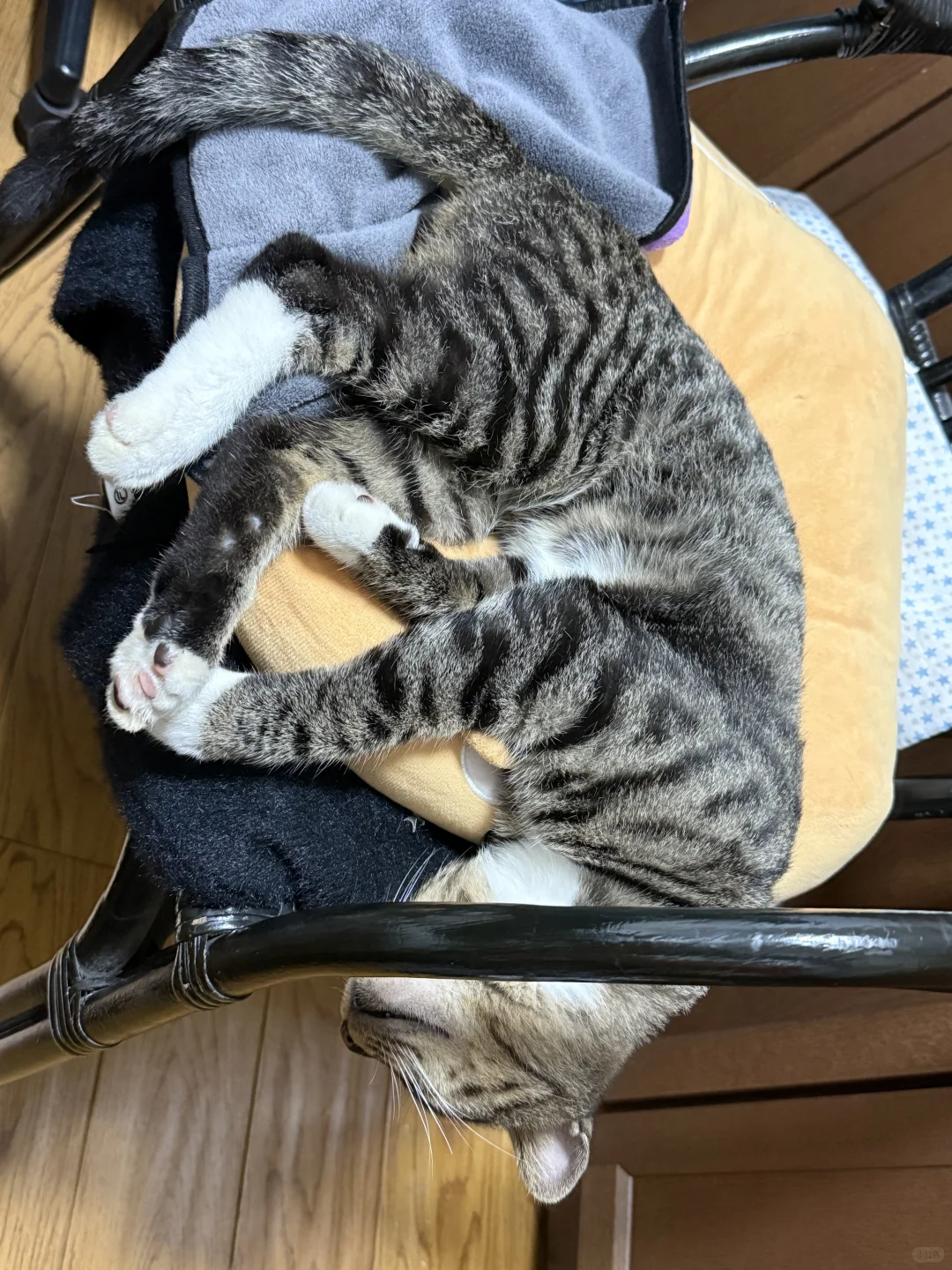 你们家的狸花猫睡觉什么姿势？