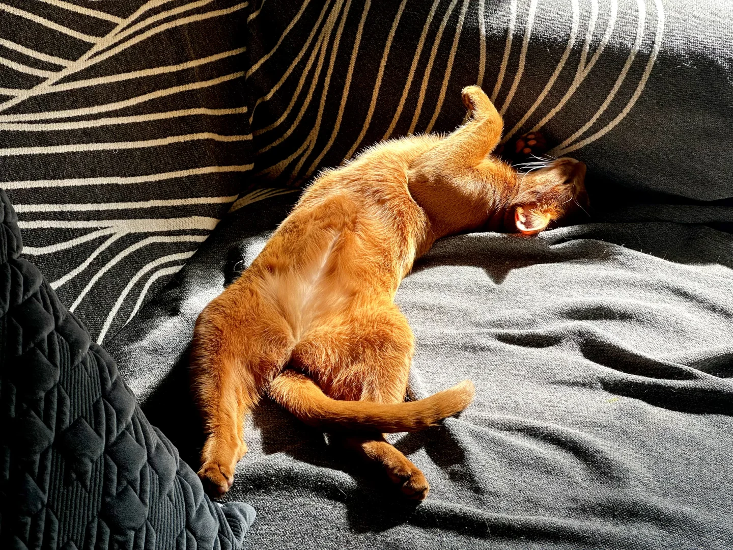 这妖娆的睡姿 在发光呀