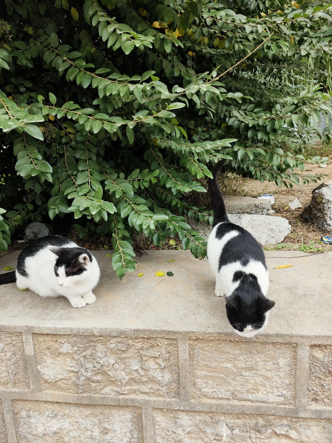 黑猫警长的妖娆和嚣张