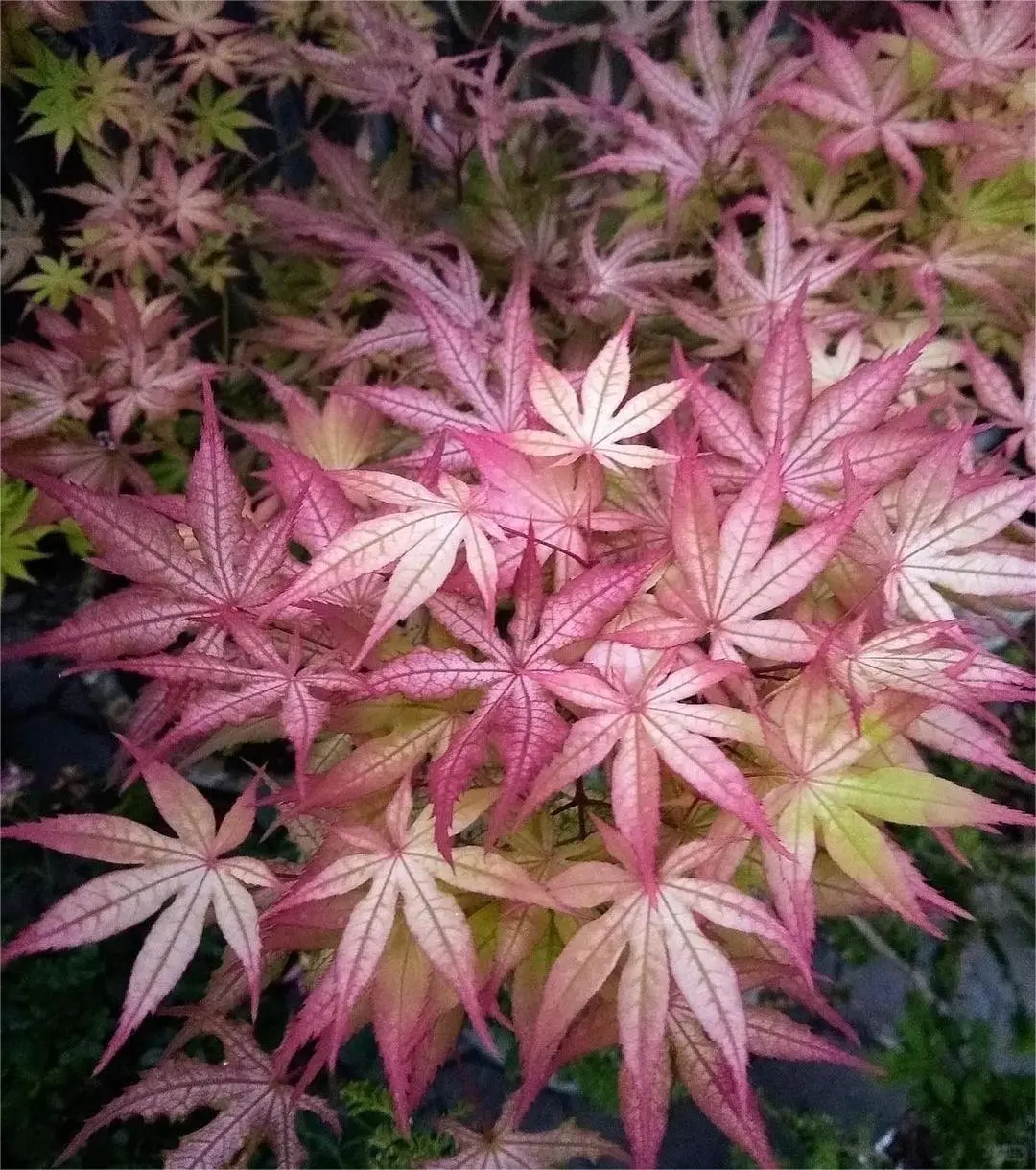 新手入门必选5大神仙枫树！闭眼入✨