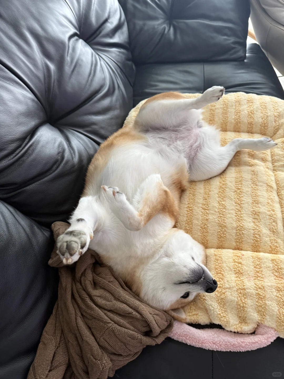 睡姿有点太妖娆了我崽💤