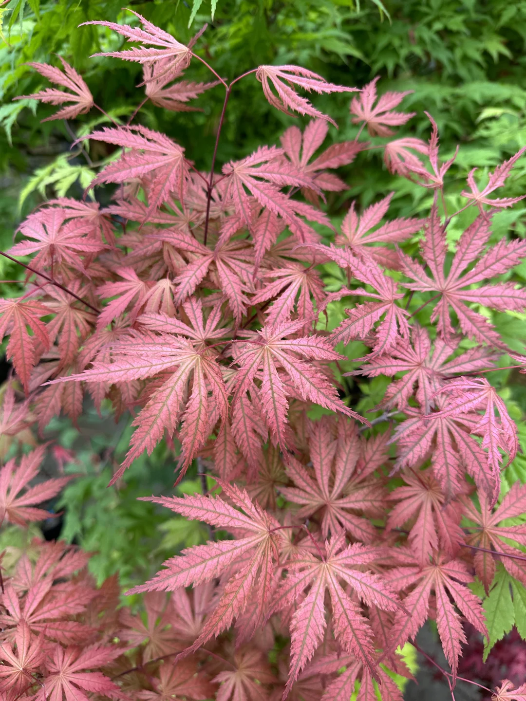 新手入门必选5大神仙枫树！闭眼入✨