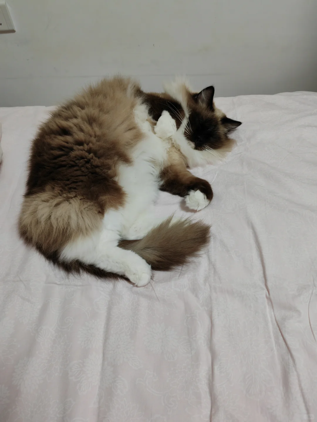 古风小生猫猫帖评论不忍仅留于评论区遂发之