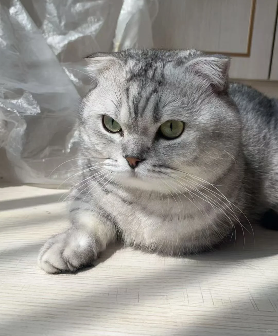 想看看大家的银渐层