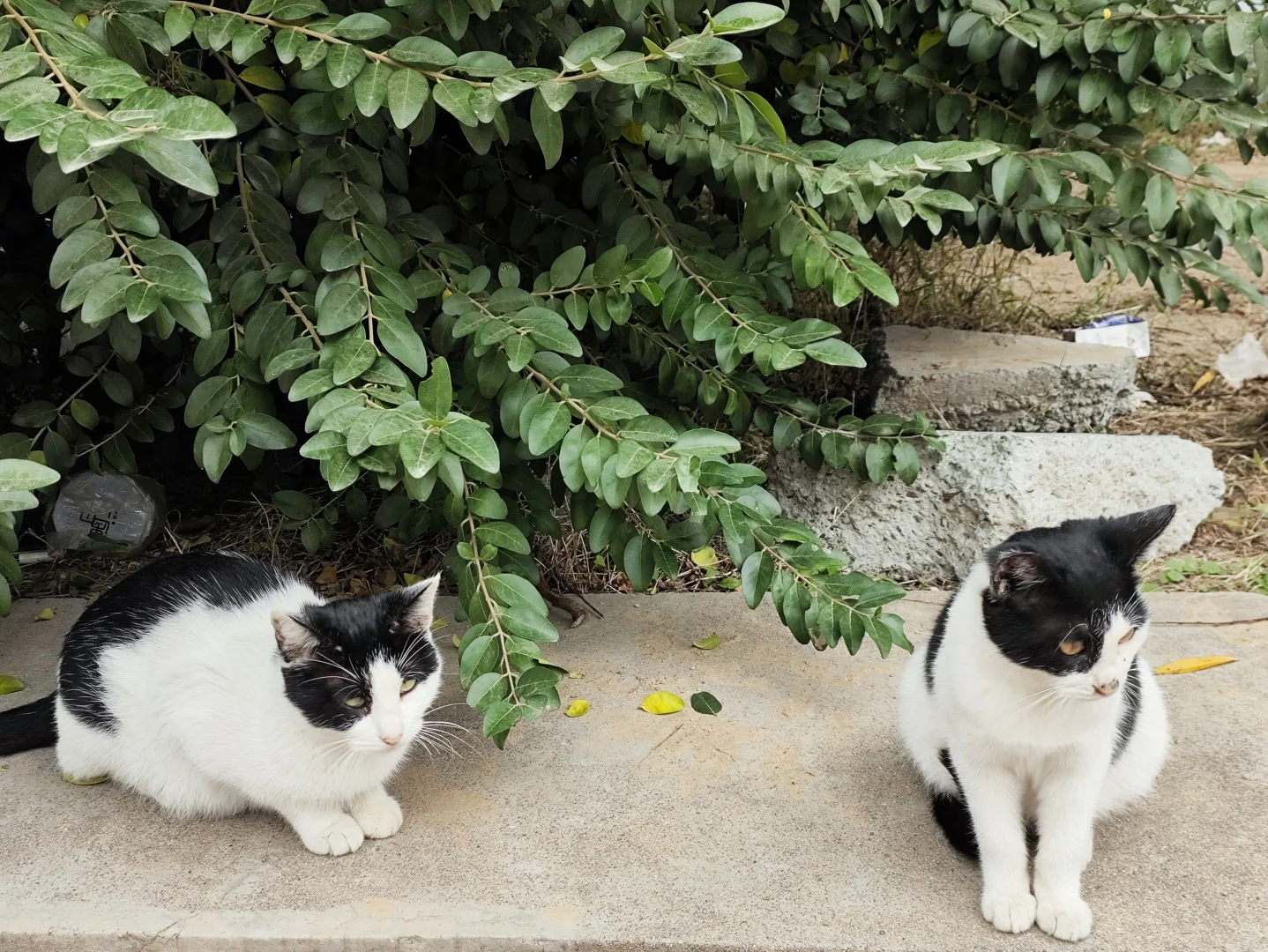 黑猫警长的妖娆和嚣张