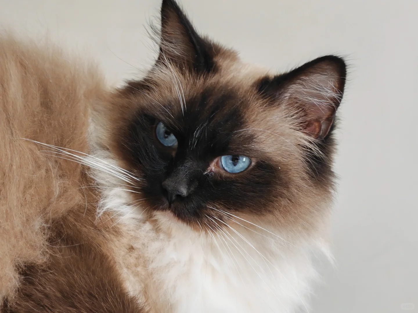 古风小生猫猫帖评论不忍仅留于评论区遂发之