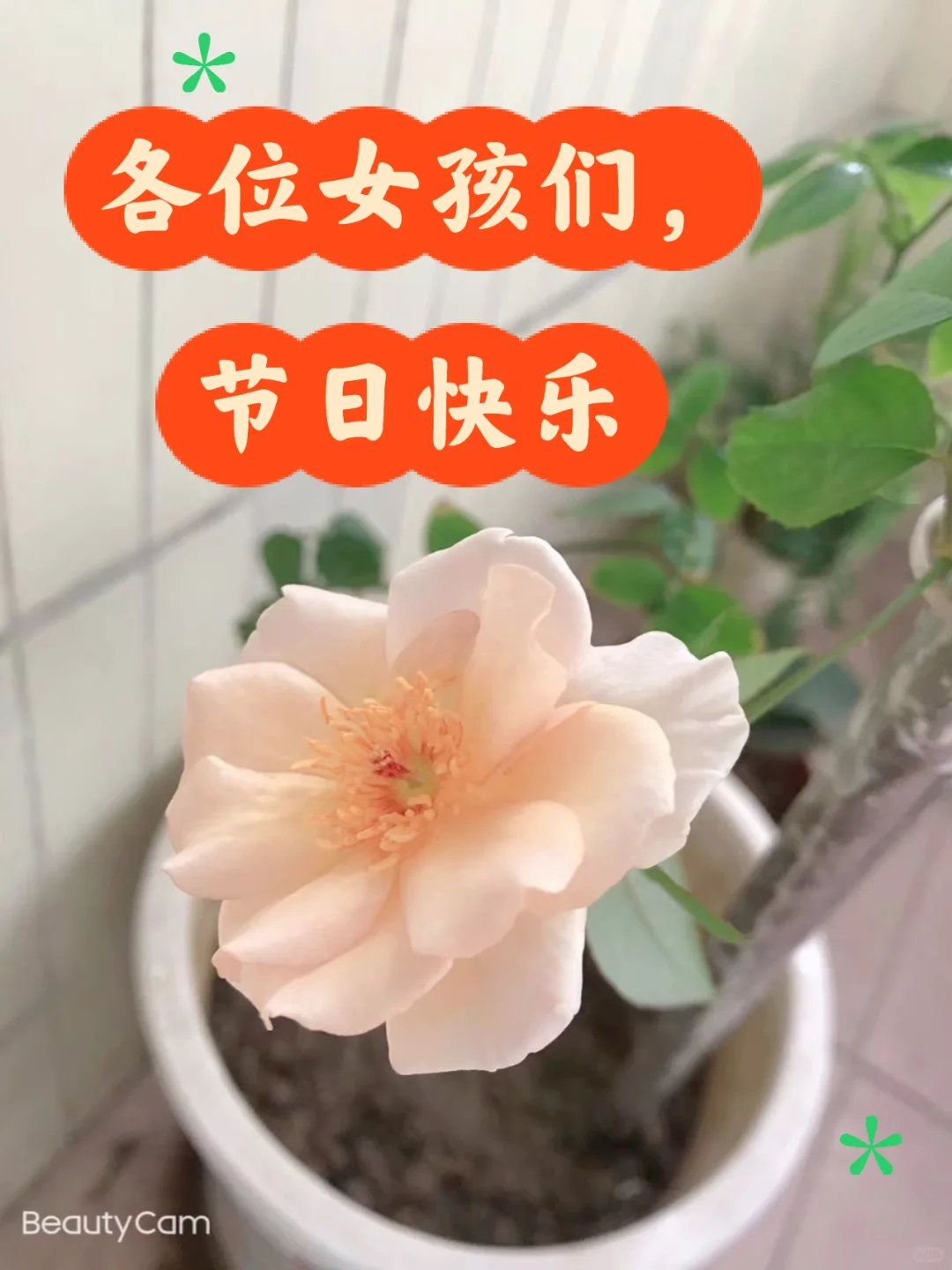 各位女孩们，节日快乐