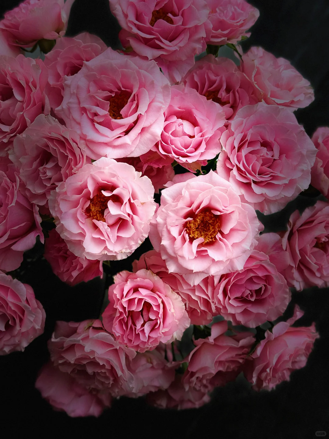 花开云南｜温柔而妩媚，美丽得恰到好处