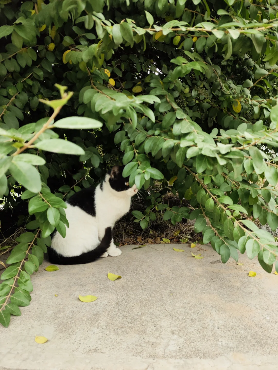 黑猫警长的妖娆和嚣张