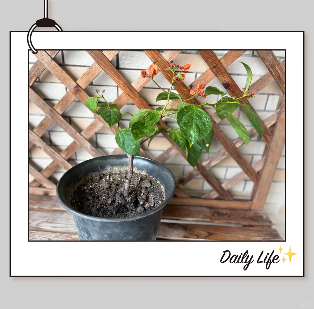 【三角梅】我的阿达娜（纳）