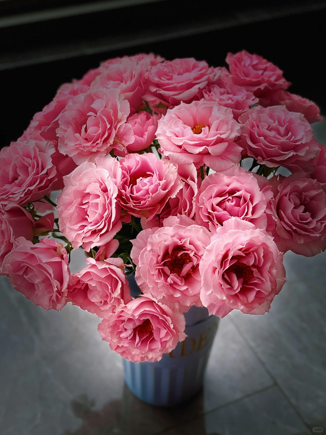 花开云南｜温柔而妩媚，美丽得恰到好处