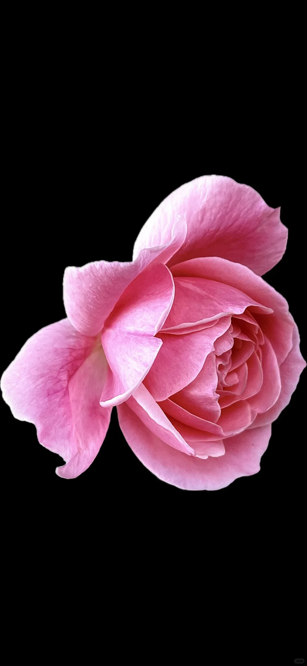 月季虽说不飘香，月月绽放独妖娆