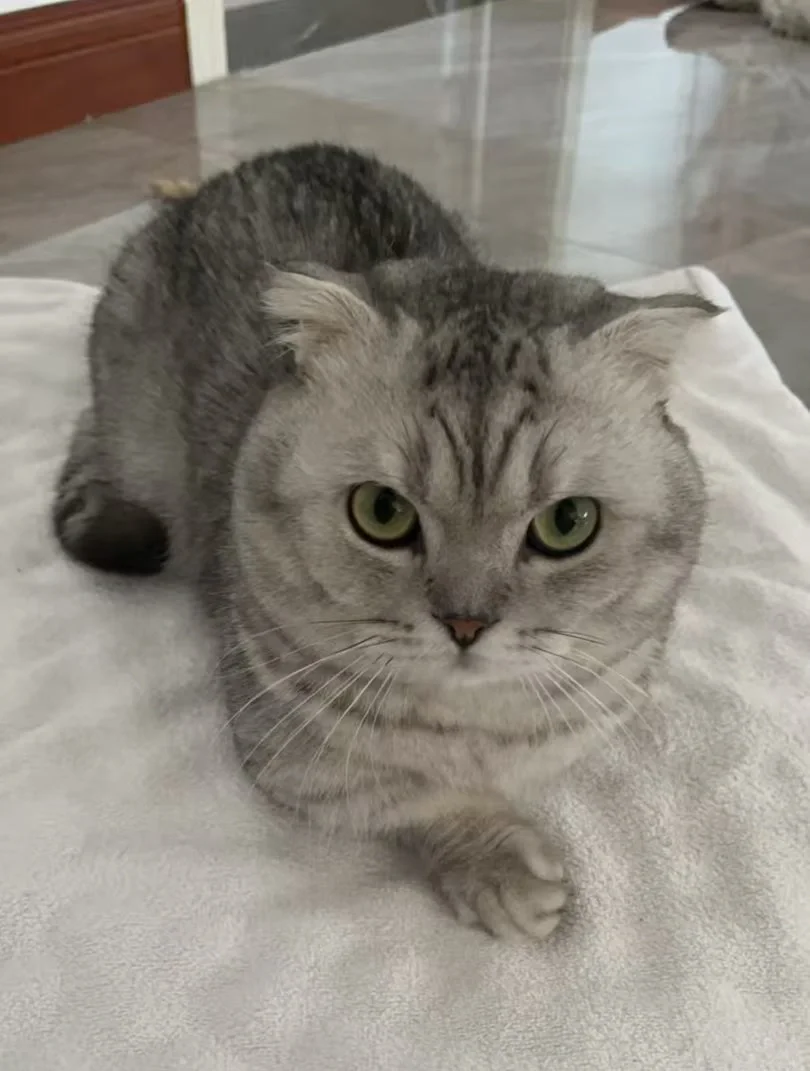 想看看大家的银渐层