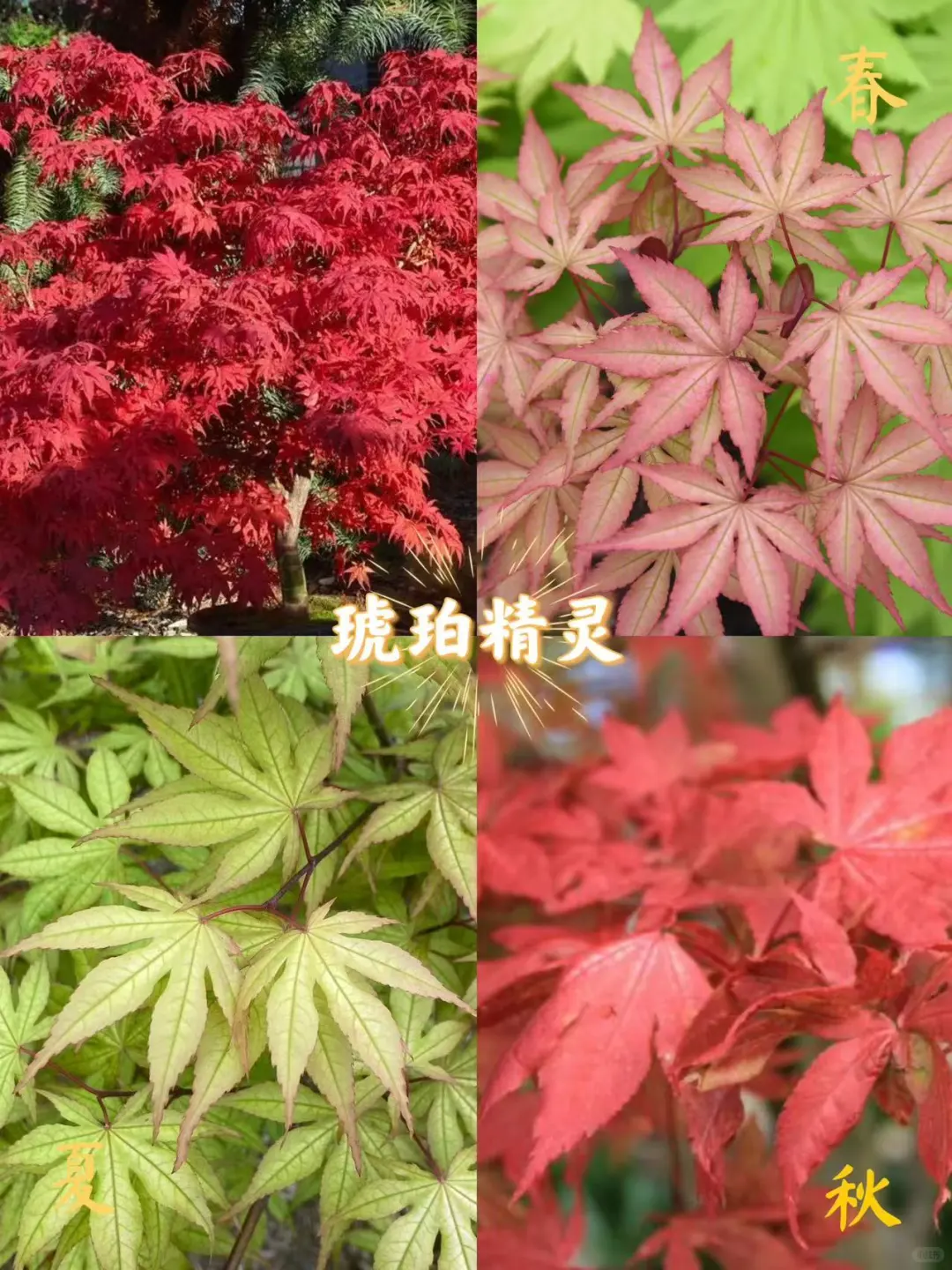 新手入门必选5大神仙枫树！闭眼入✨
