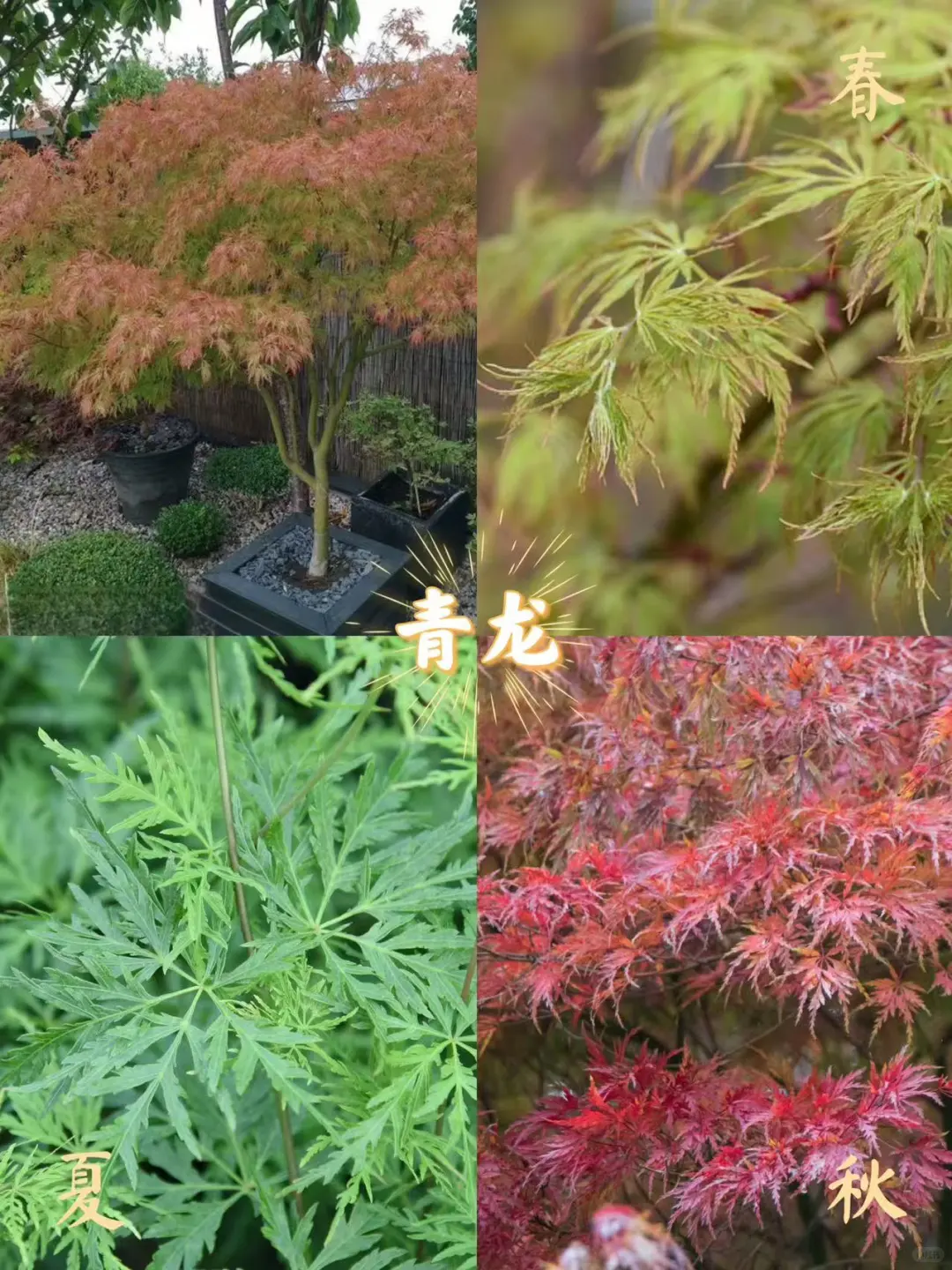 新手入门必选5大神仙枫树！闭眼入✨