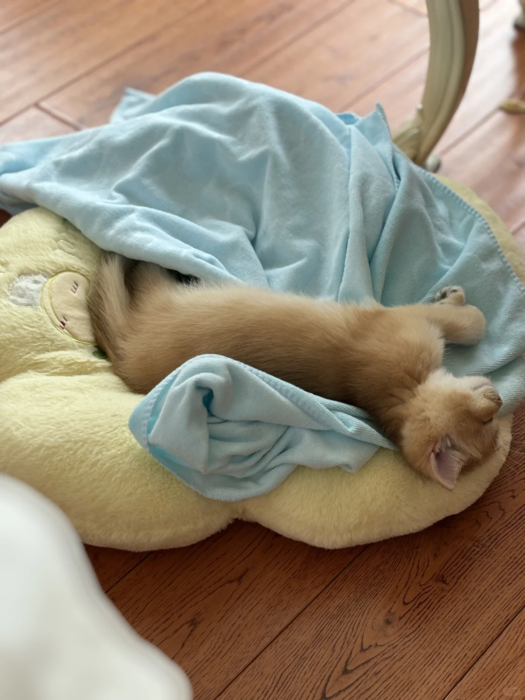 咪的随地大小睡