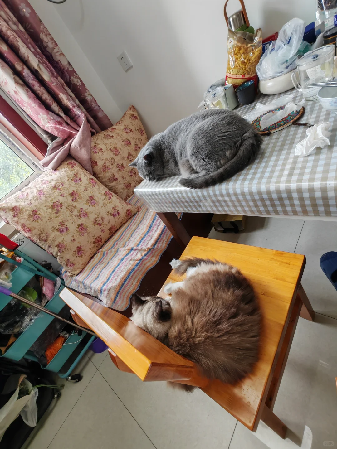 古风小生猫猫帖评论不忍仅留于评论区遂发之