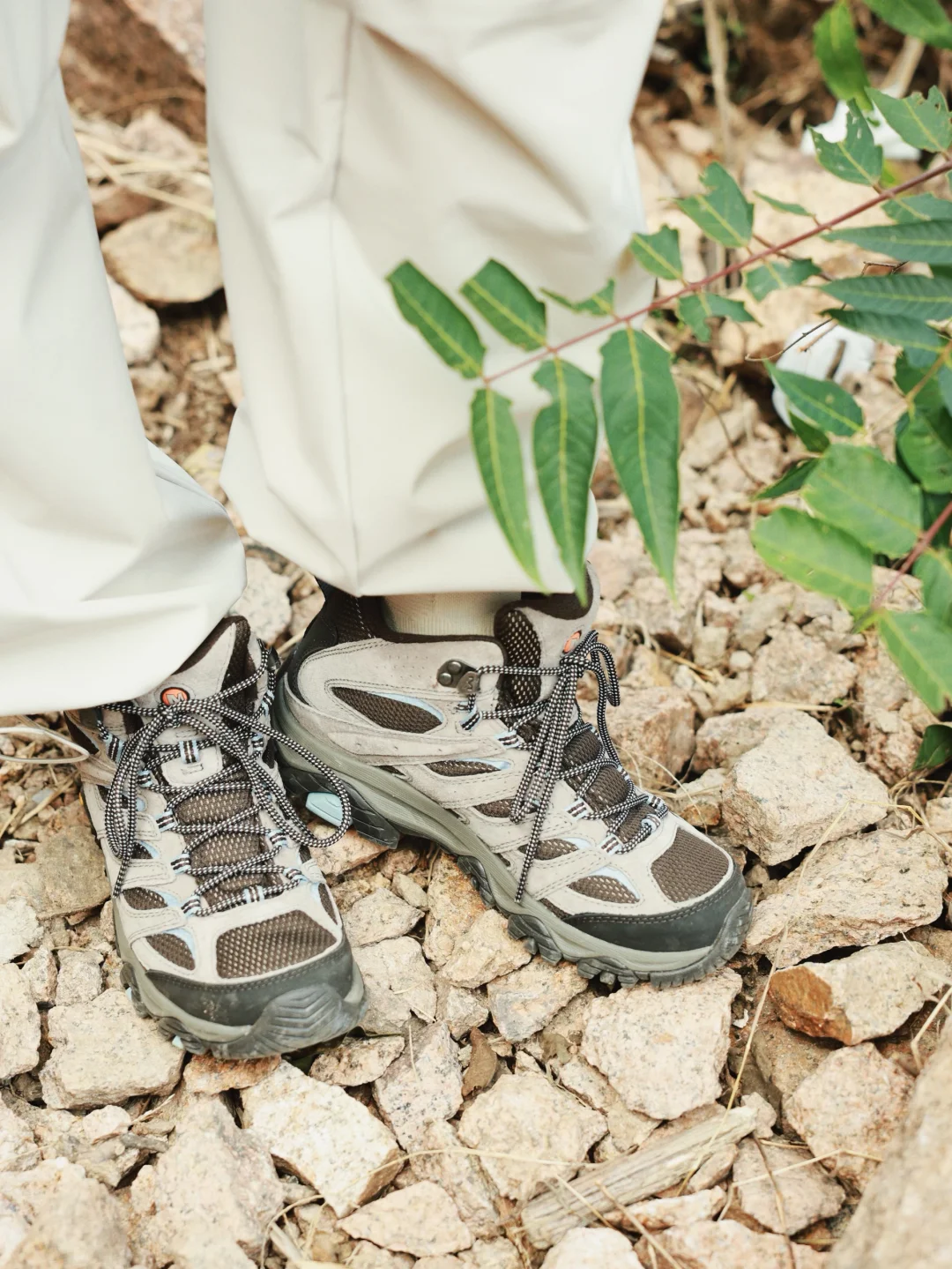 🌲我见青山多妩媚 料青山见我应如是🌲