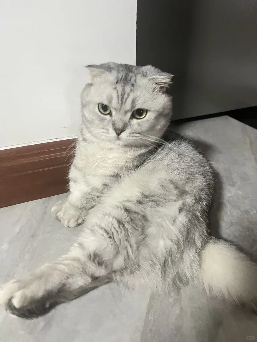 想看看大家的银渐层