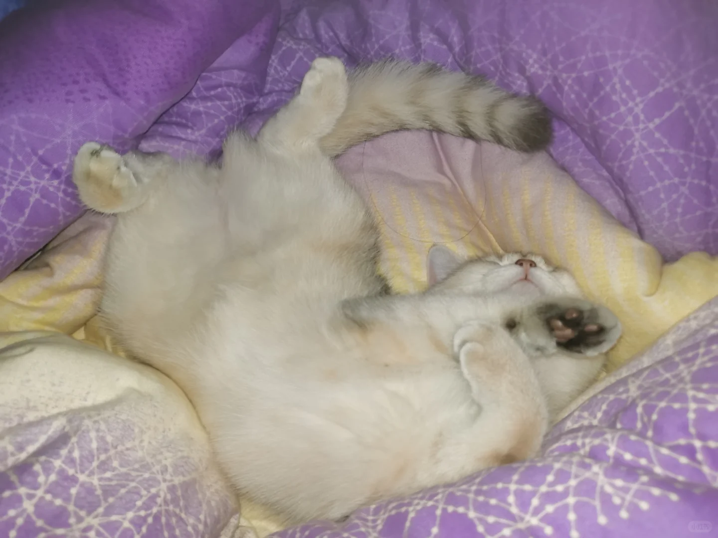 猫咪刚到家就这样睡觉正常吗/😍😍😍