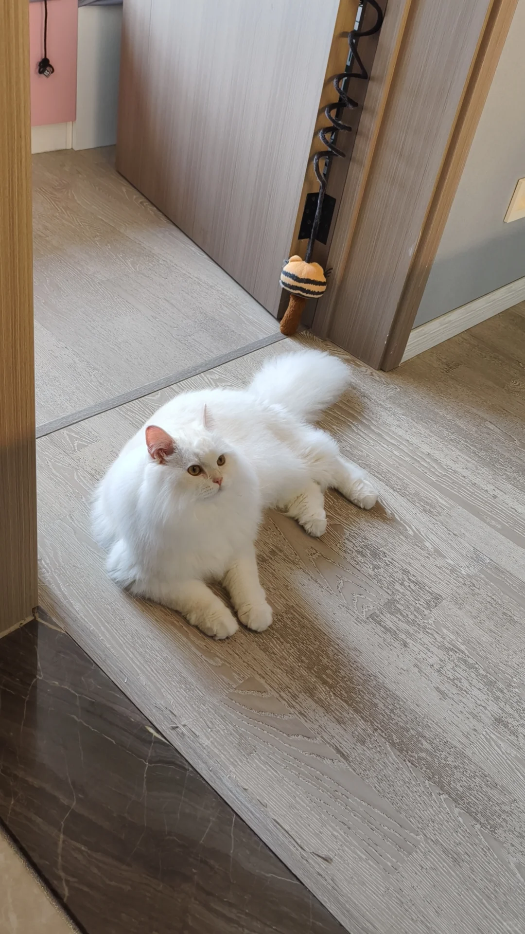 美貌小猫的潦草睡姿