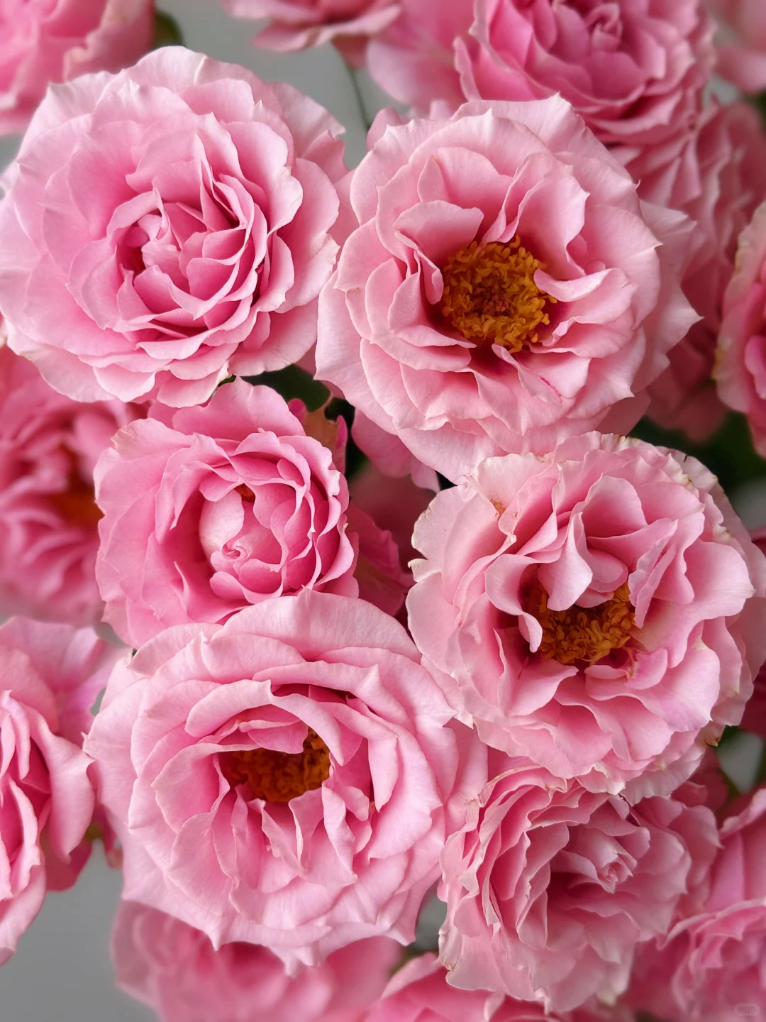 花开云南｜温柔而妩媚，美丽得恰到好处