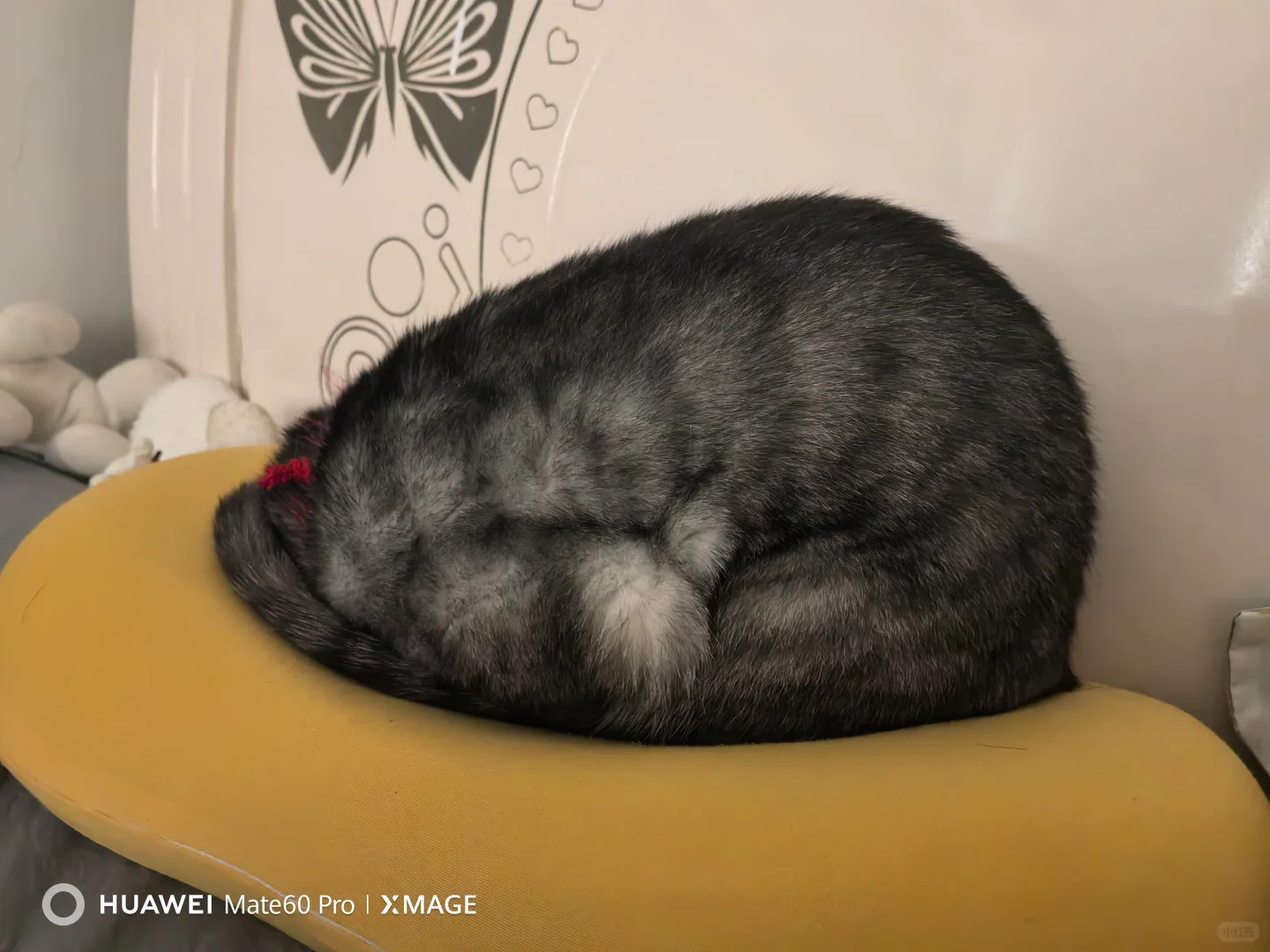 猫咪的奇葩睡姿